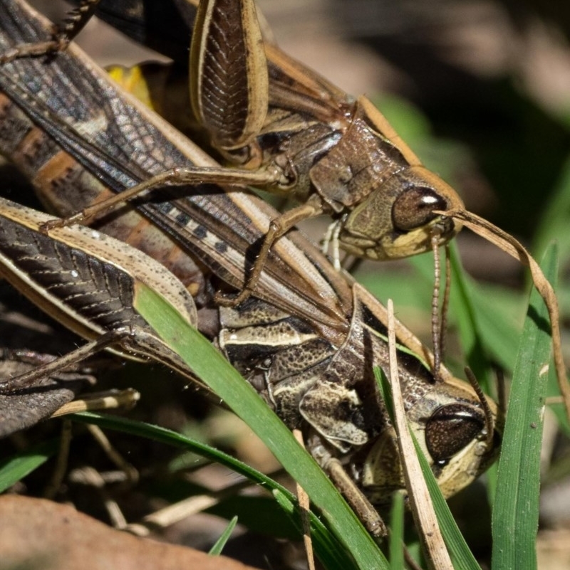 Caledia captiva