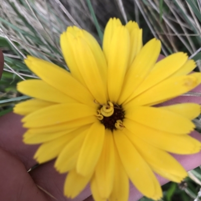 Calendula officinalis