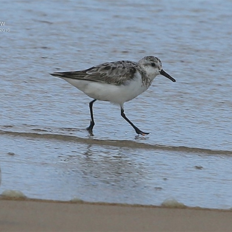 Calidris alba