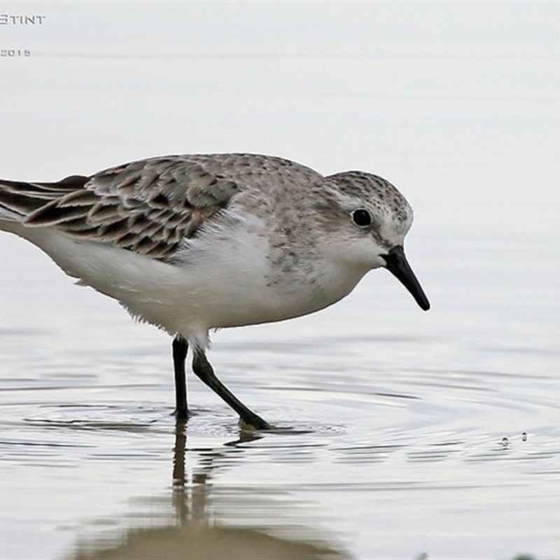 Calidris ruficollis