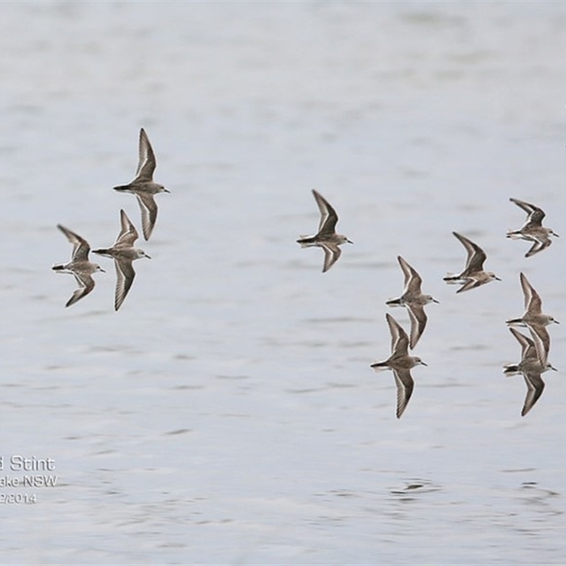 Calidris ruficollis