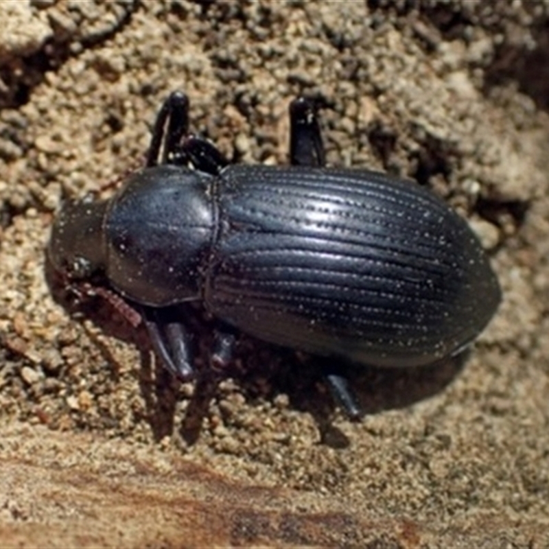 Photo by I Hutton, from NSW Dept of Environment & Heritage