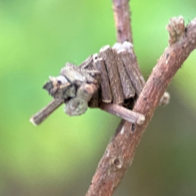 Cryptothelea fuscescens