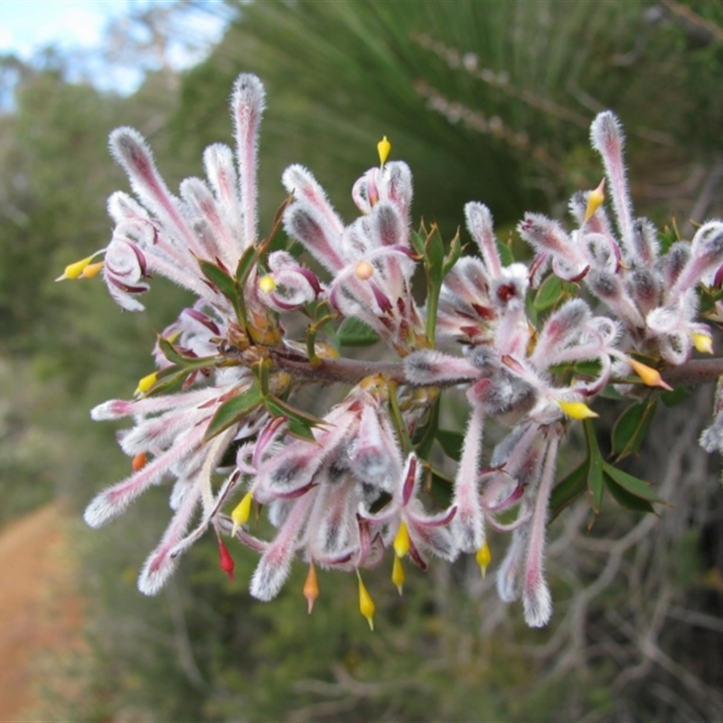 Petrophile biloba