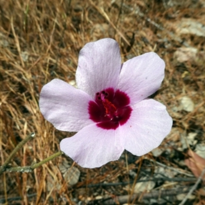 Hibiscus meraukensis