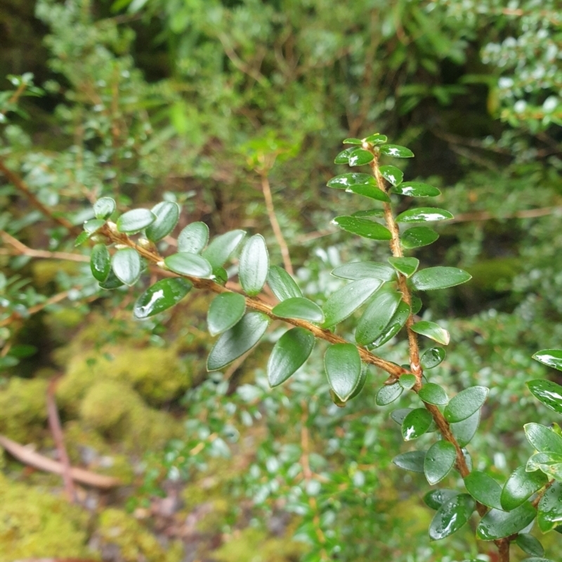 Trochocarpa gunnii