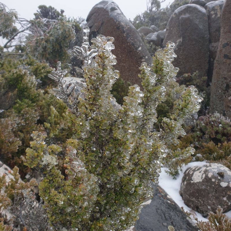 Coprosma nitida