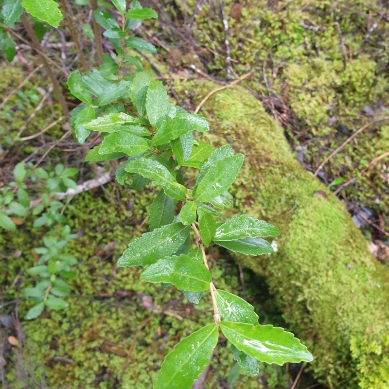 Anodopetalum biglandulosum