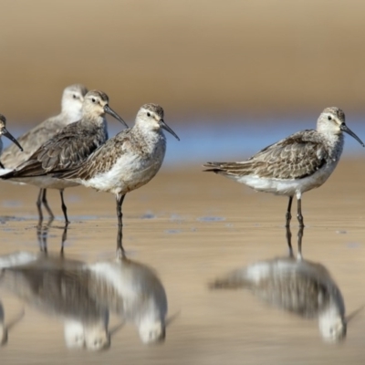 Calidris ferruginea