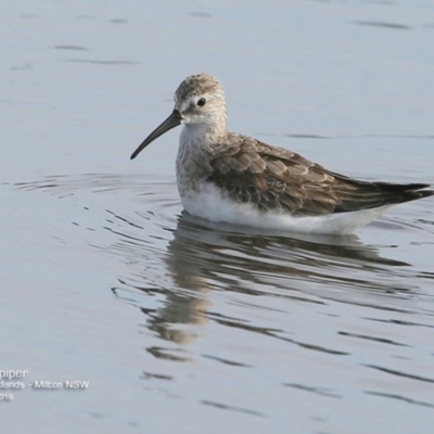 Calidris ferruginea