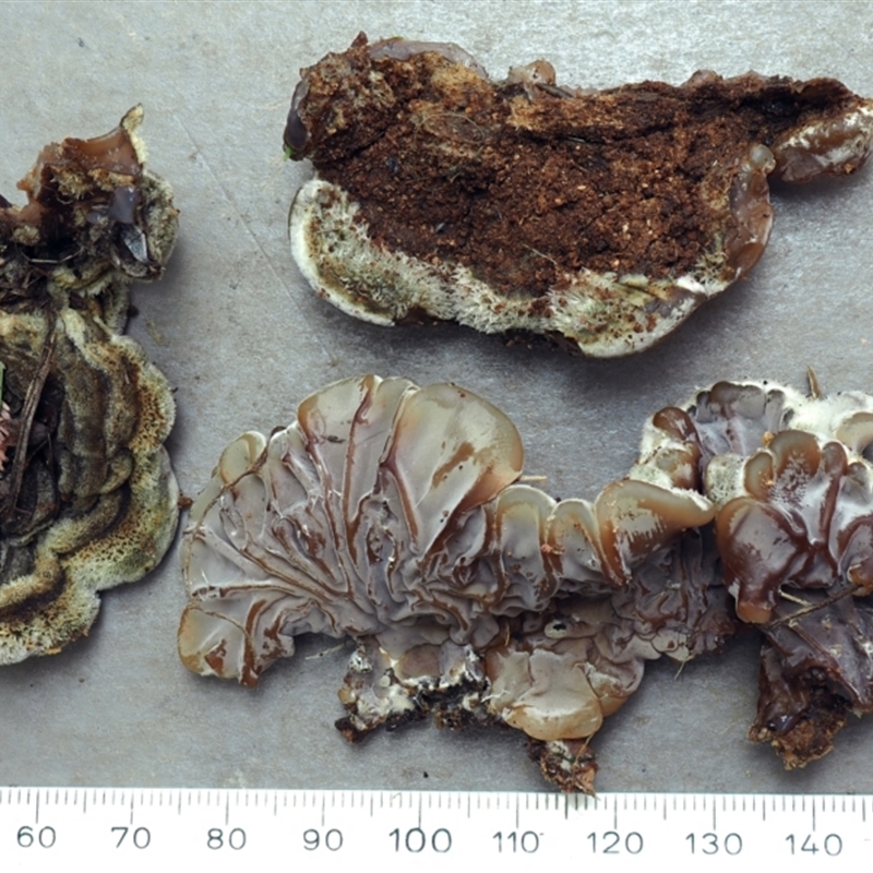 Auricularia pusio group