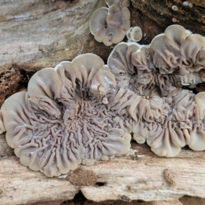 Auricularia pusio group