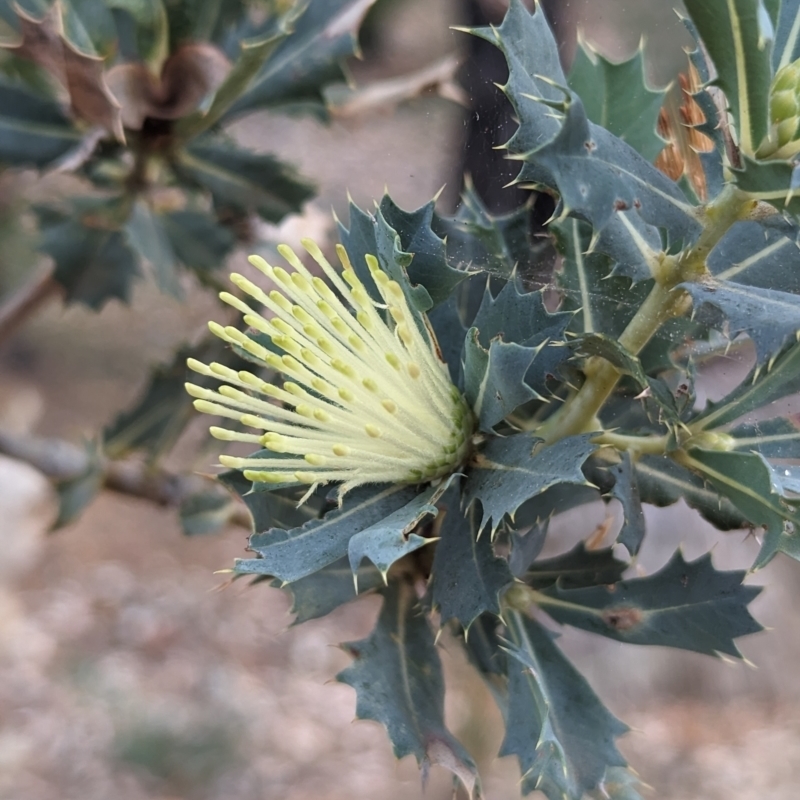 Banksia sessilis var. sessilis