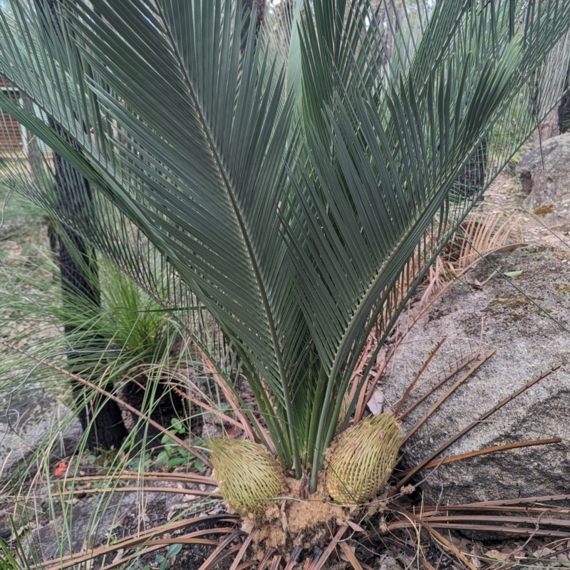 Macrozamia riedlei