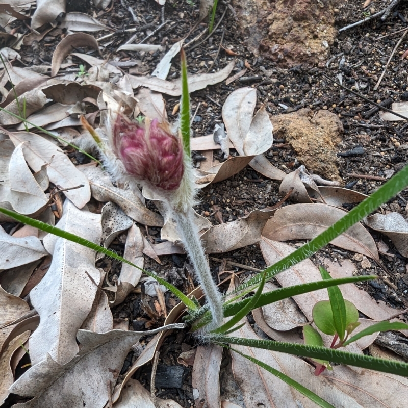 Conostylis setosa