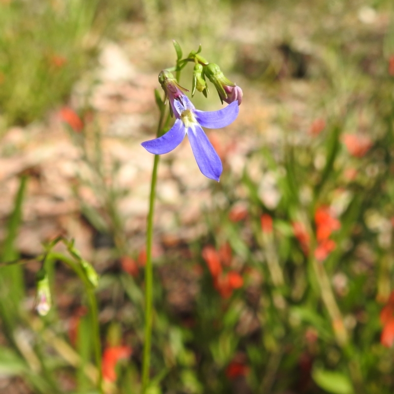 Lobelia rhombifolia