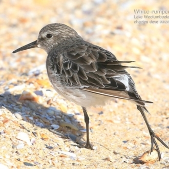 White-rumped Sandpiper Lake Wollumbola Culburra Beach