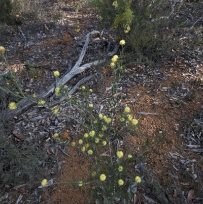 Melaleuca hamata