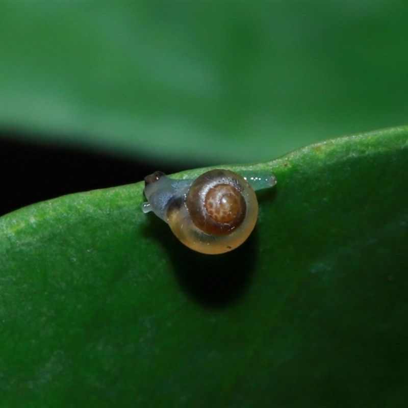 Euconulidae sp,. (family)