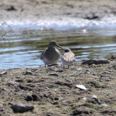 Calidris melanotos