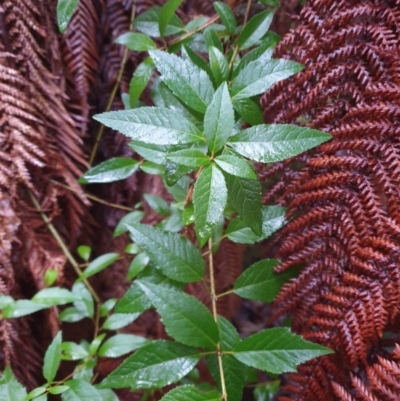 Aristotelia peduncularis