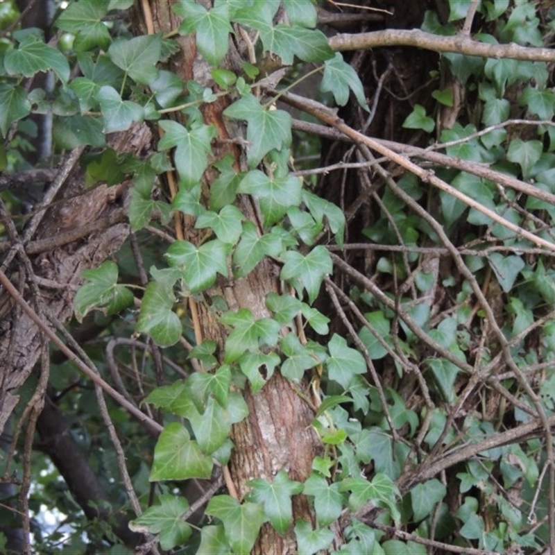 Hedera sp. (helix or hibernica)