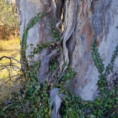 Hedera sp. (helix or hibernica)