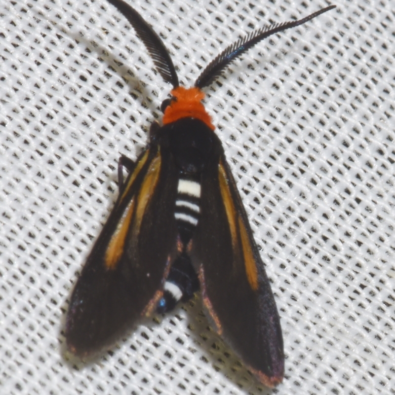 Hestiochora intermixta