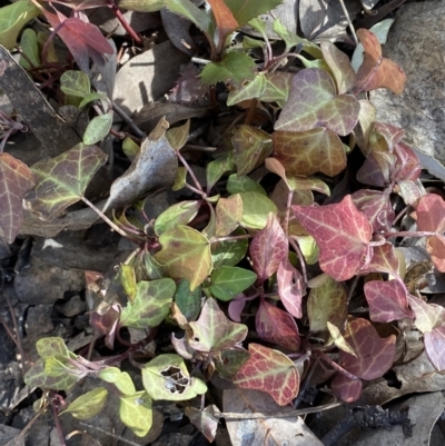 Hedera sp.