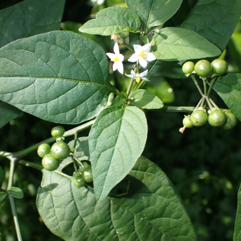 Solanum americanum