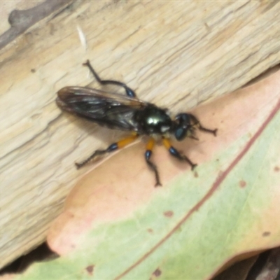 Laphria rufifemorata