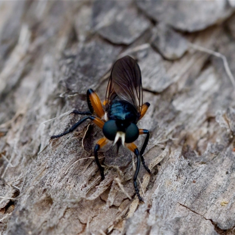 Laphria rufifemorata