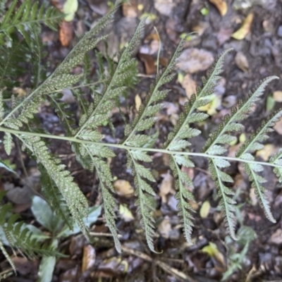 Lastreopsis calantha