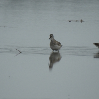 Calidris tenuirostris