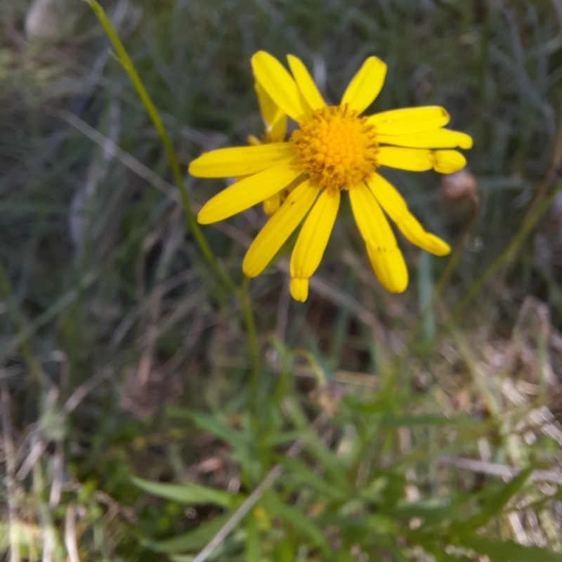 Senecio pinnatifolius var. serratus