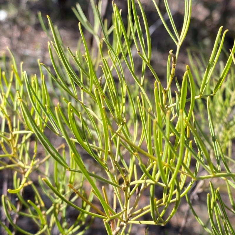 Senna artemisioides subsp. zygophylla