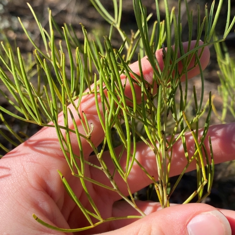 Senna artemisioides subsp. zygophylla