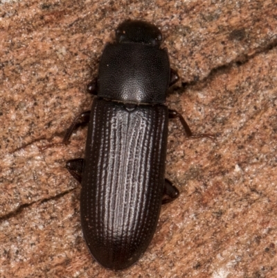 Bassianus colydioides