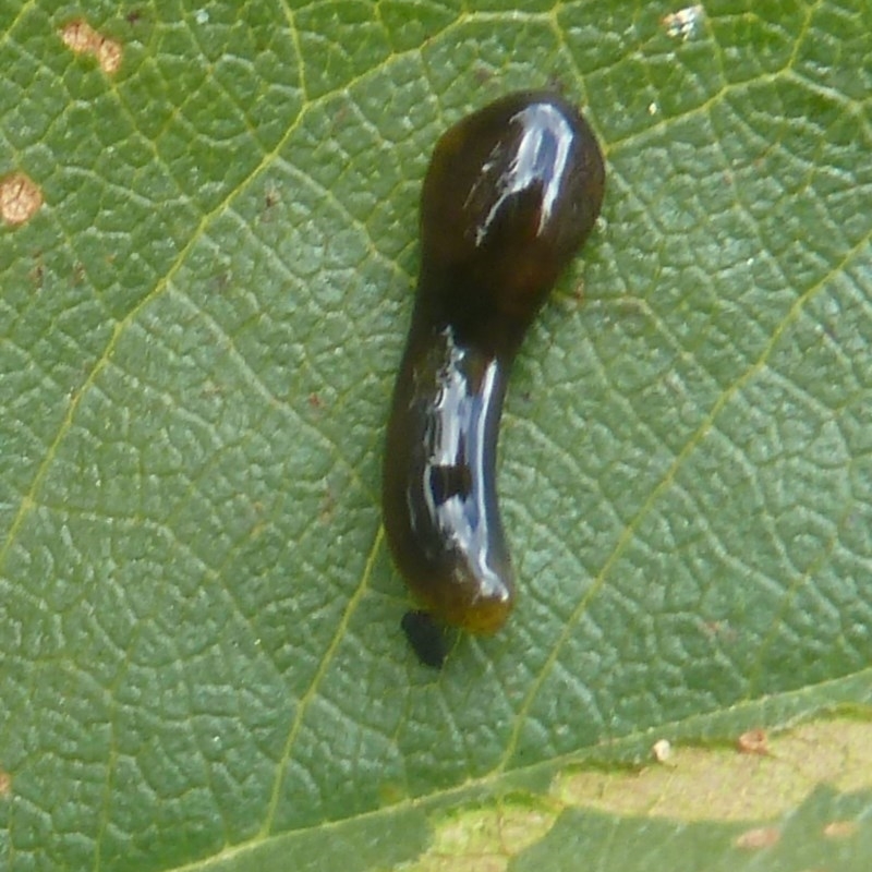 Caliroa cerasi