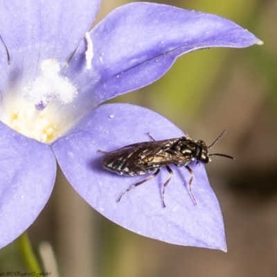 Caliroa cerasi