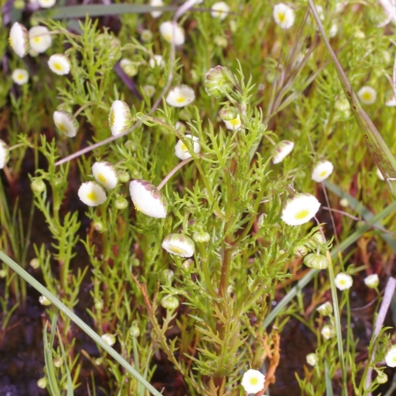 Cotula bipinnata