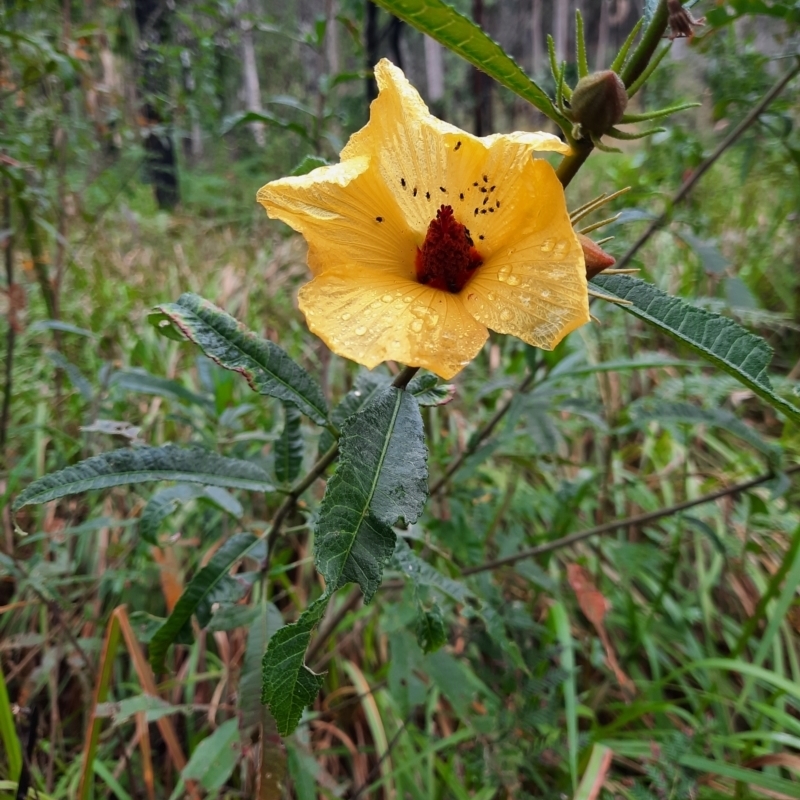 Hibiscus divaricatus