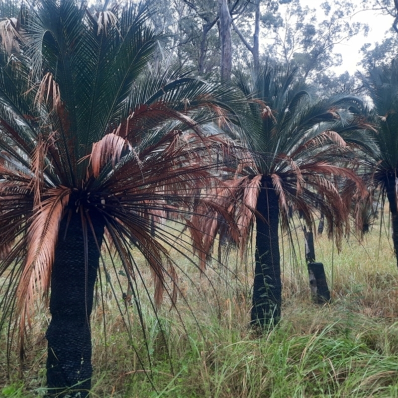 Macrozamia moorei