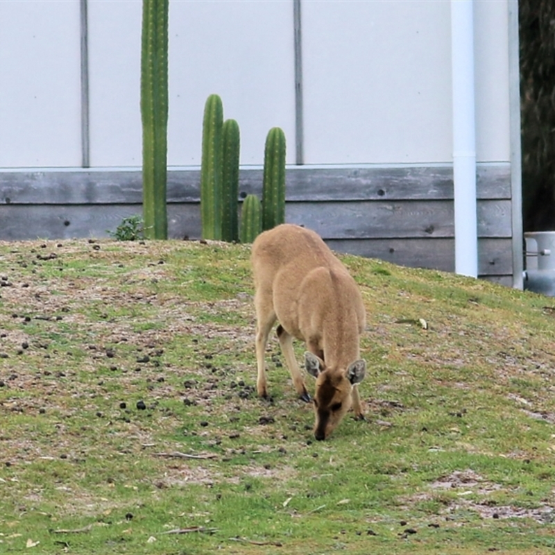 Cervus porcinus