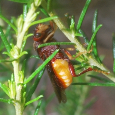 Pseudoperga ferruginea