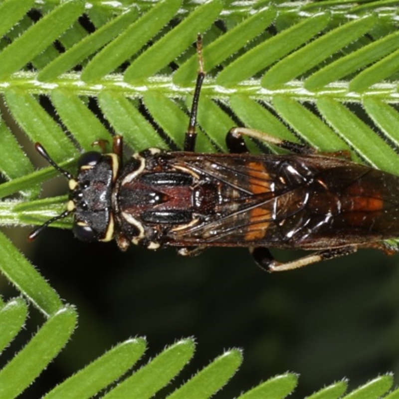 Pergagrapta spinolae