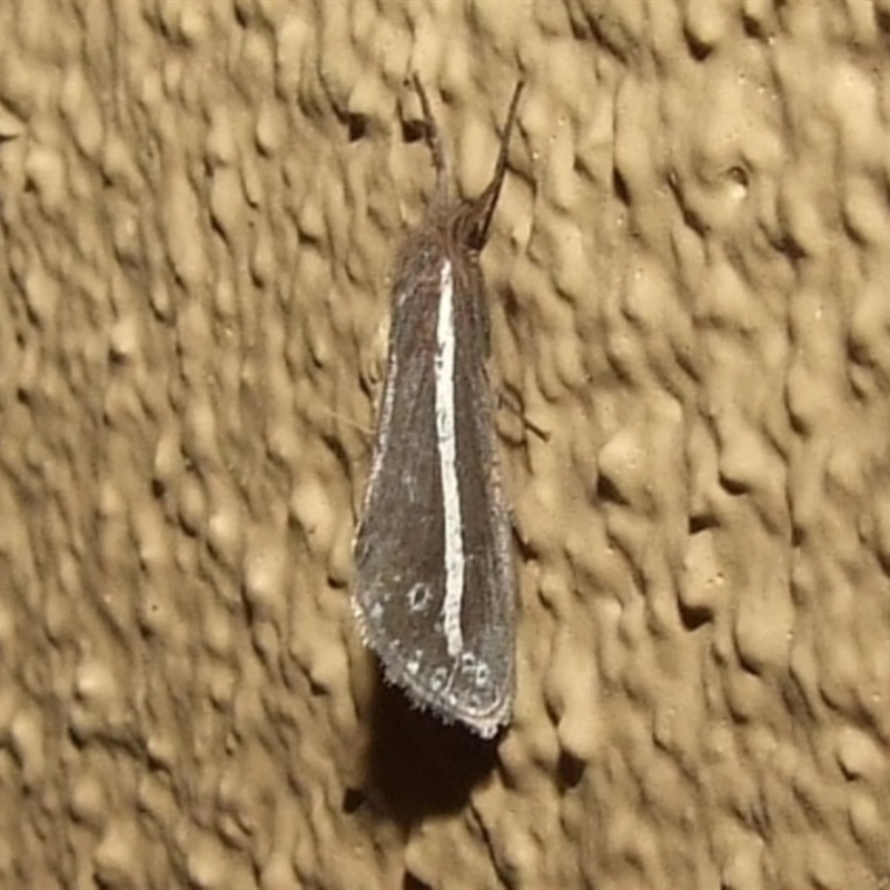 Fraus pteromela