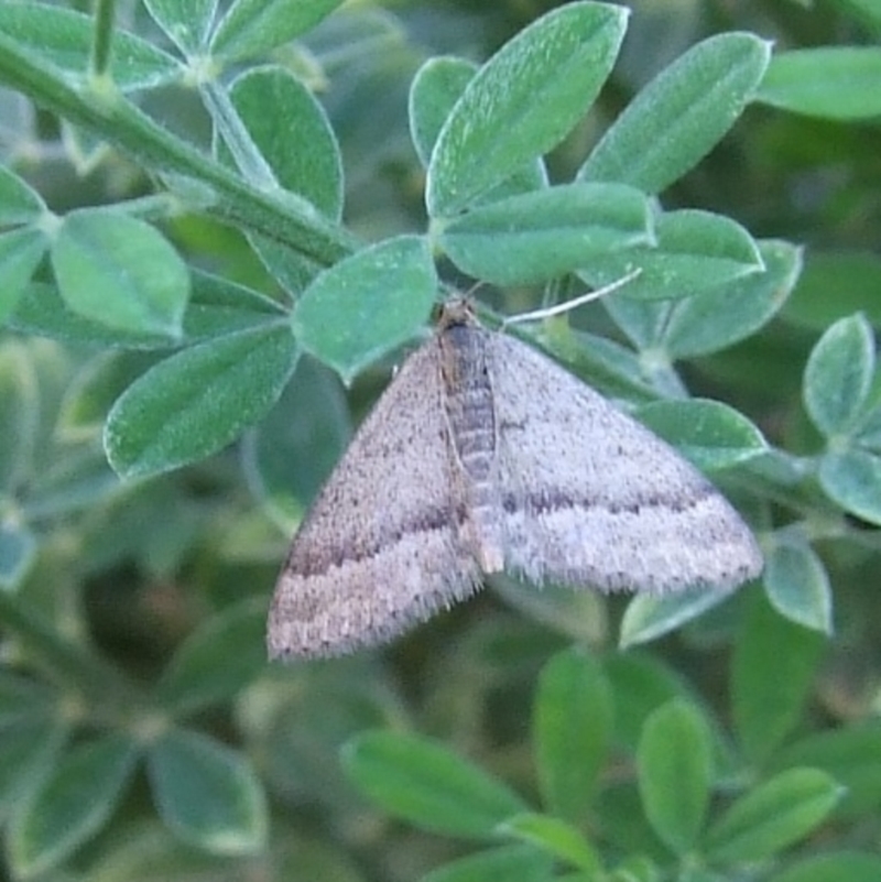 Scopula lydia