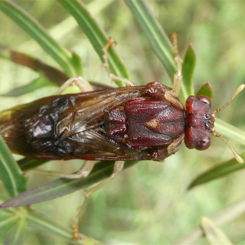 Pergagrapta castanea