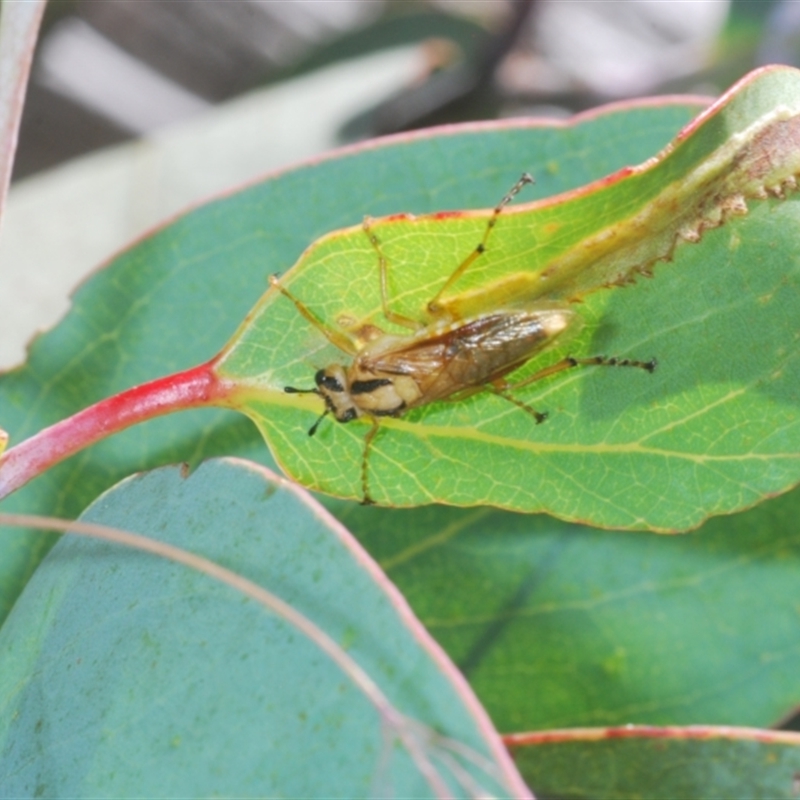 Pseudoperga guerinii